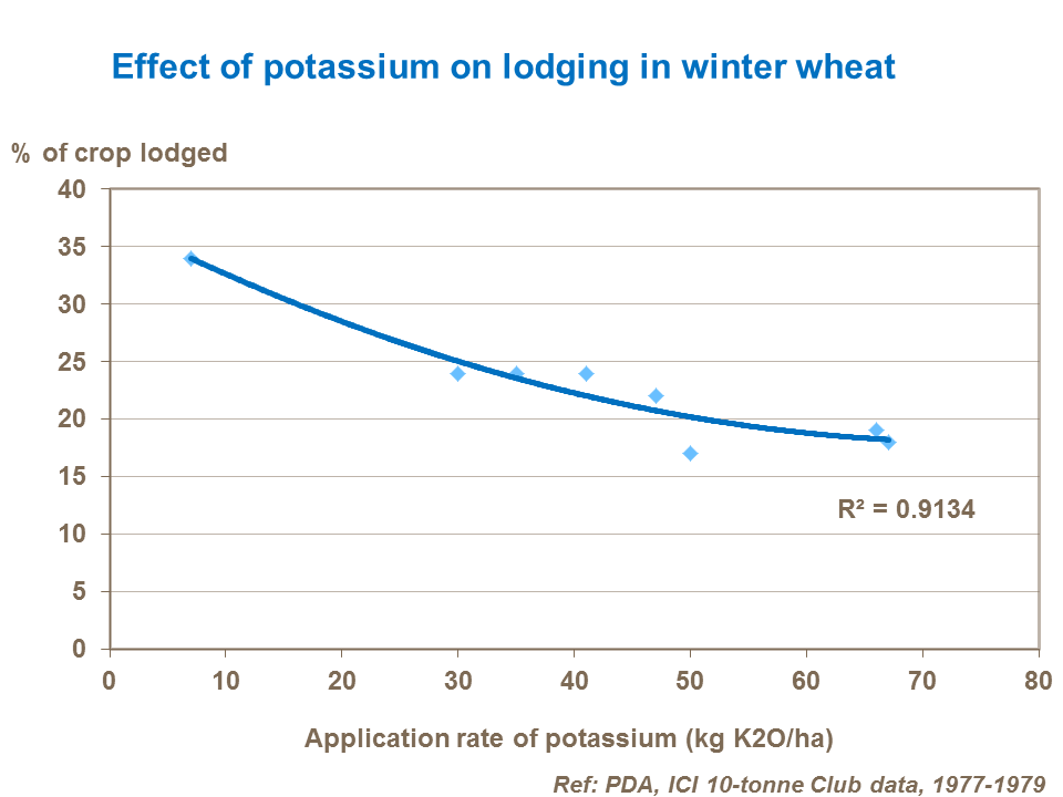 Effect of potassium on lodging in winter wheat
