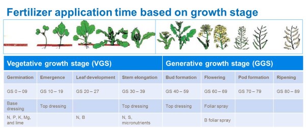 Fertilizer application time based on growth