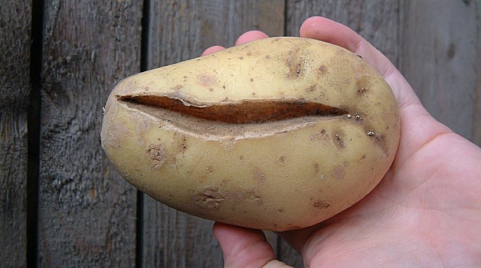 Overwatering can result in tuber splitting