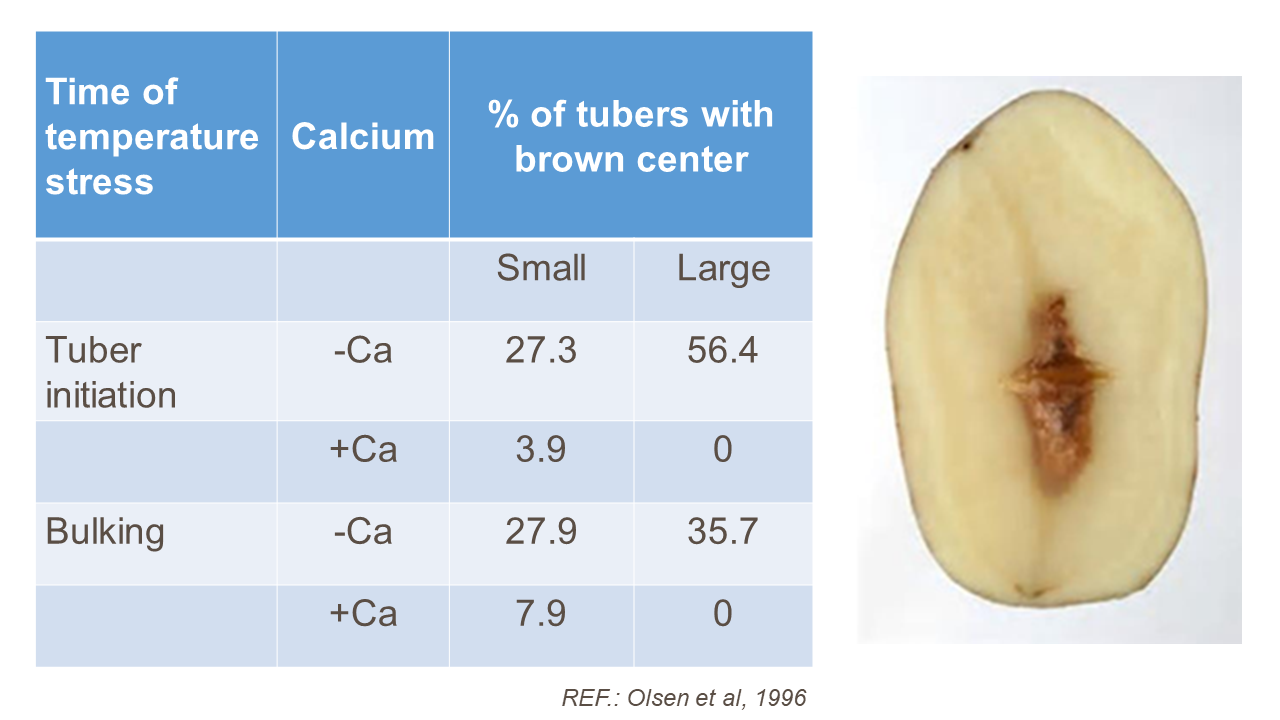 calcium and brown center table-image.png