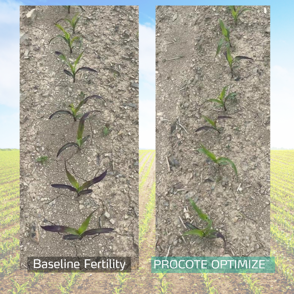 procote optimize in corn