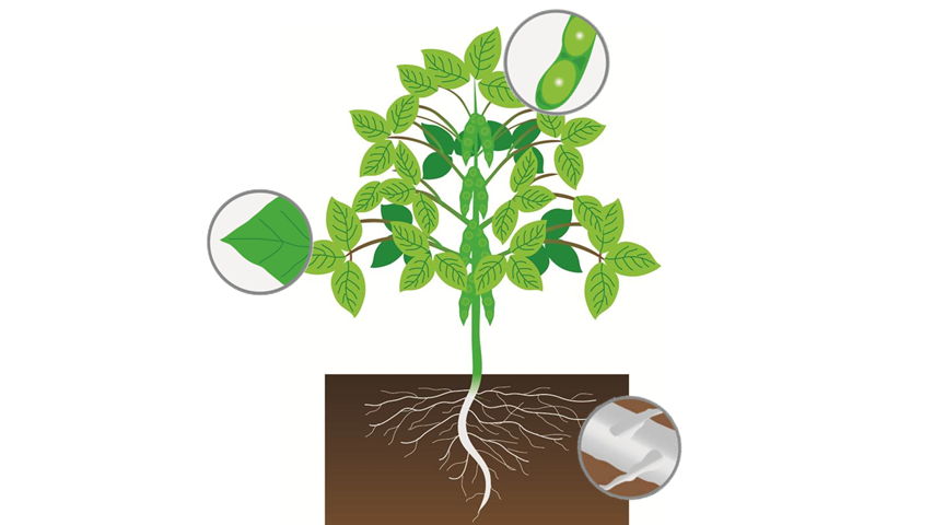 soybean illustration