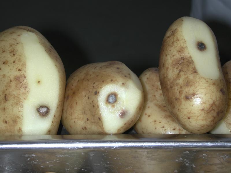potato-bruising.jpg